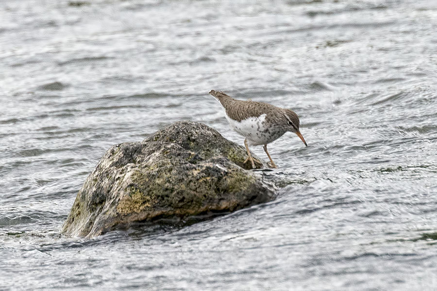 Spotted Sandpiper.jpg