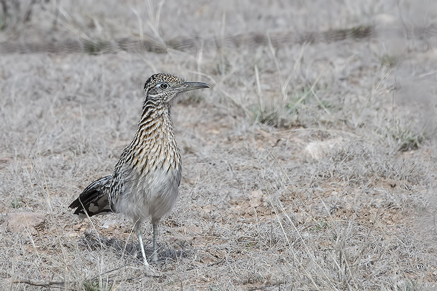 Greater Roadrunner.jpg