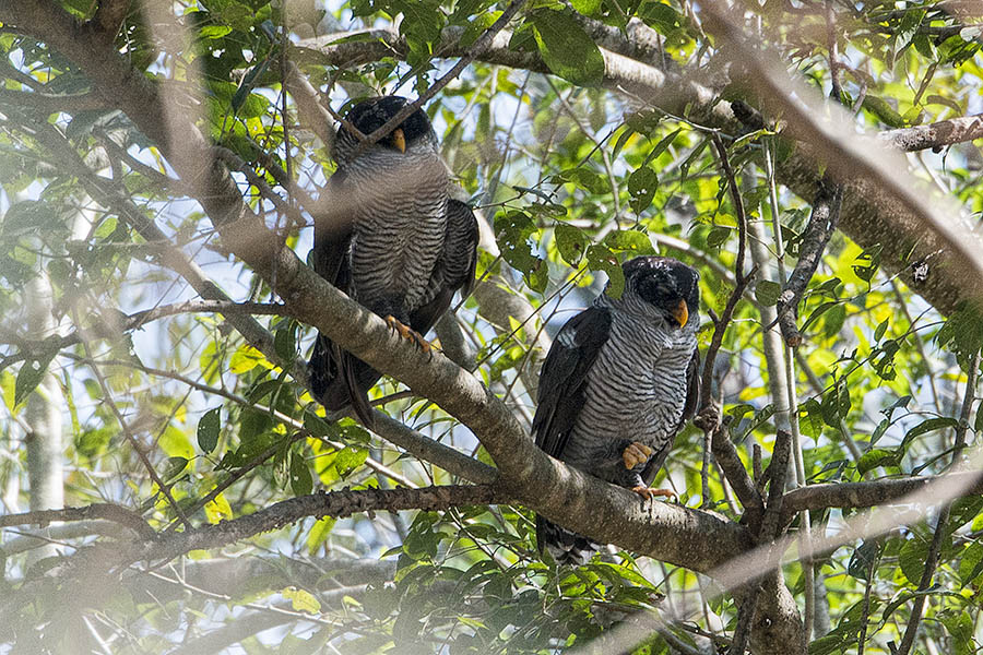 Black and White Owls.jpg