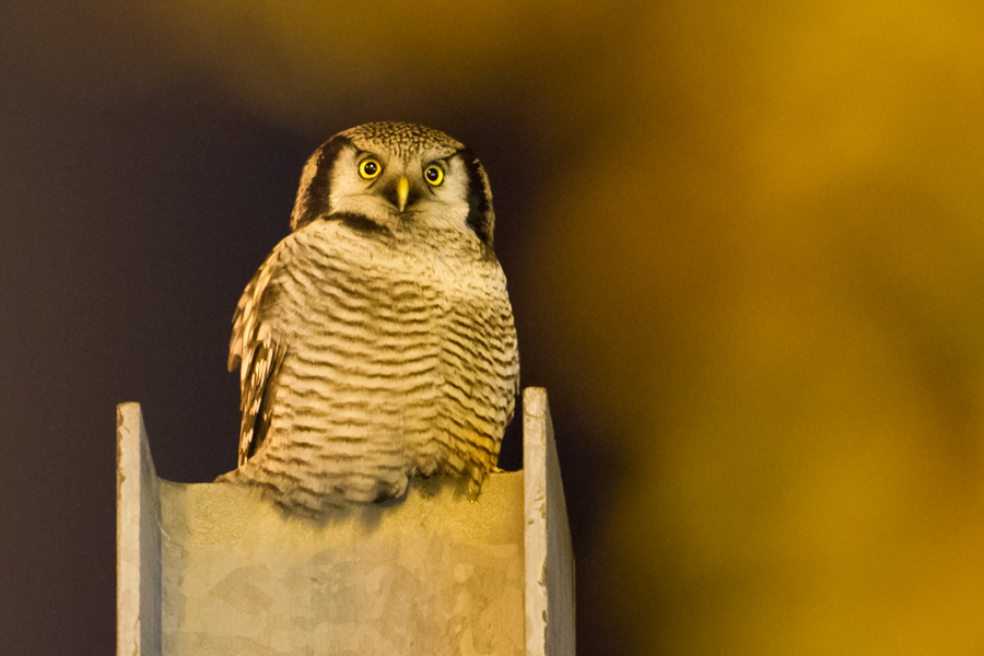 Northern Hawk Owl - Sperweruil