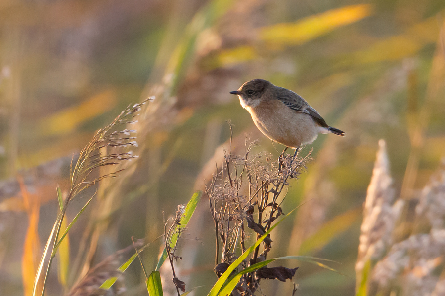 Stejnegers Stonechat - Stejneger Roodborsttapuit