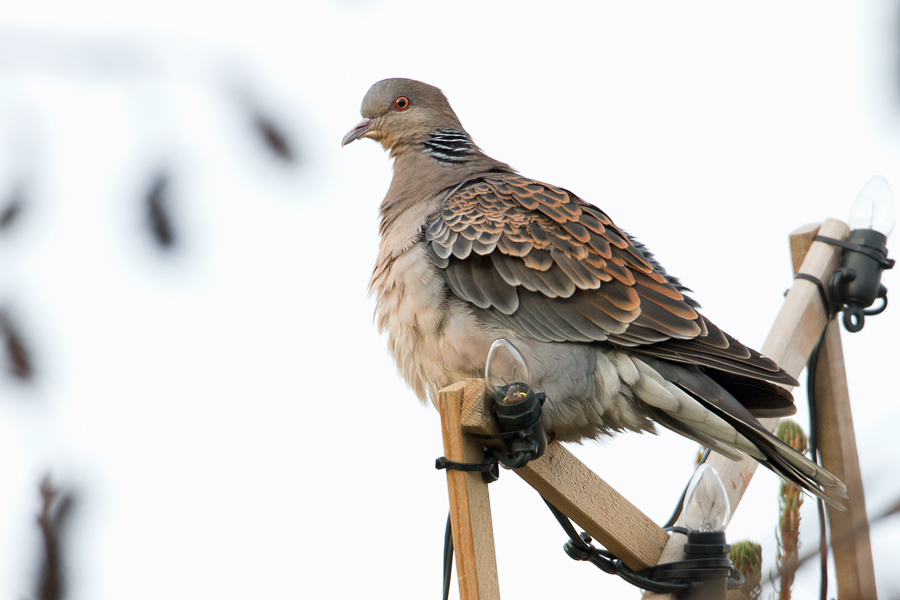 Oriental Turtle-dove - Oosterse Tortel