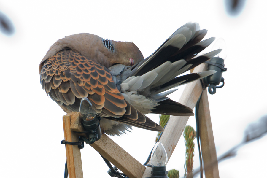 Oriental Turtle-dove - Oosterse Tortel