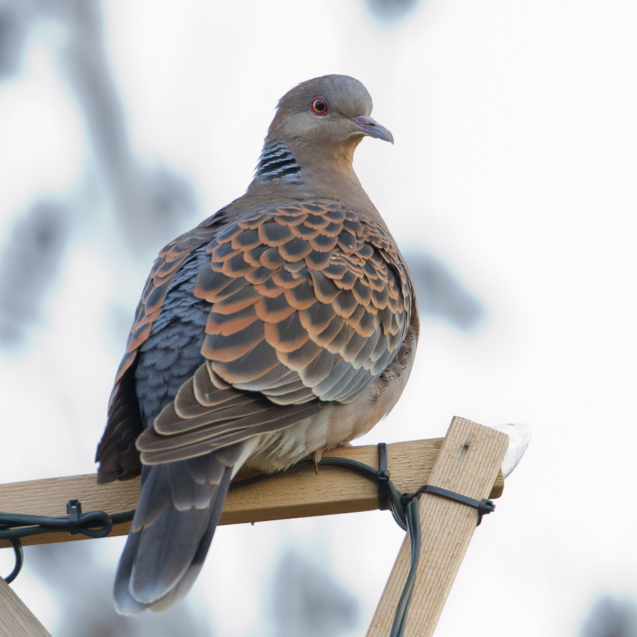 Oriental Turtle-dove - Oosterse Tortel