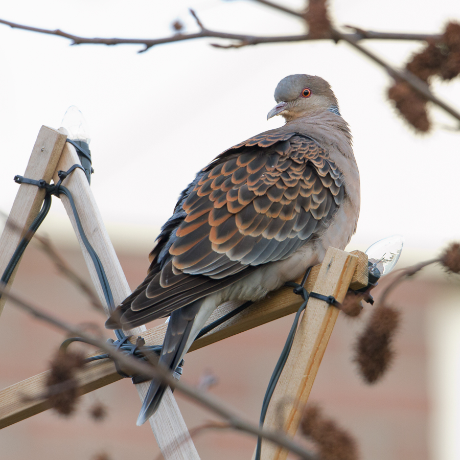 Oriental Turtle-dove - Oosterse Tortel