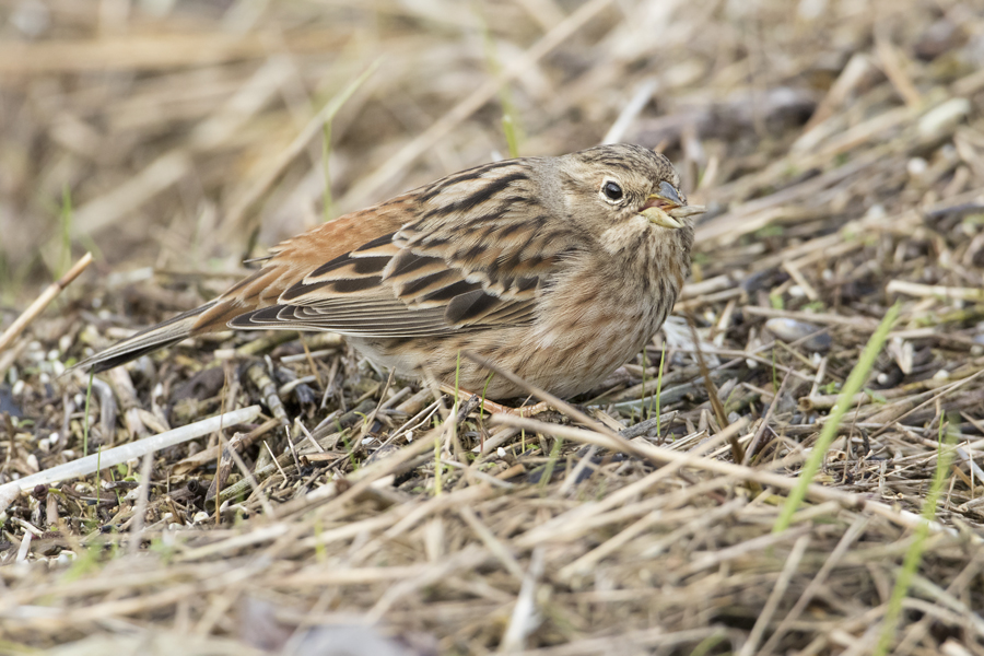 Pine Bunting - Witkopgors