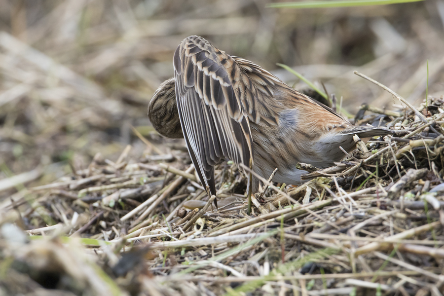 Pine Bunting - Witkopgors