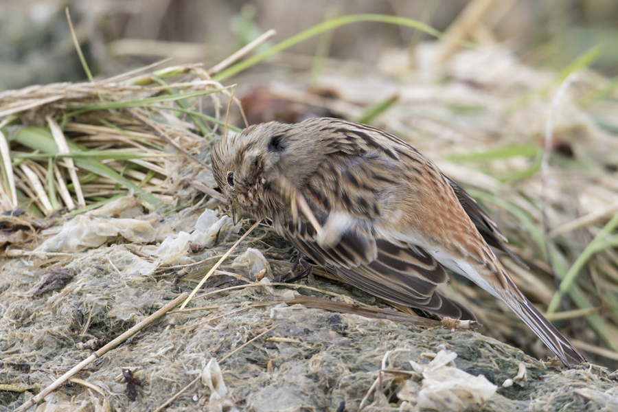 Pine Bunting - Witkopgors