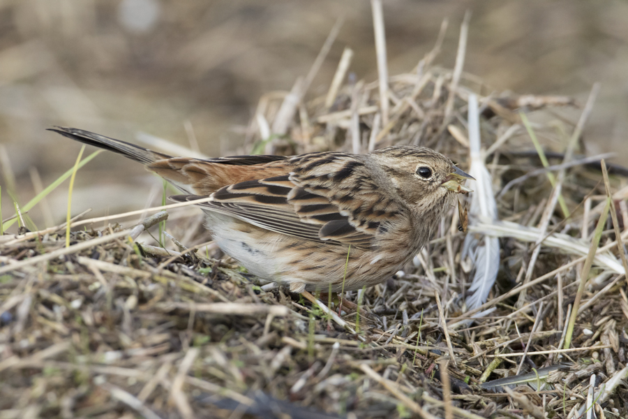 Pine Bunting - Witkopgors