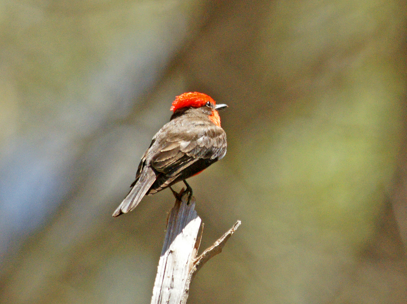 Vermillon Flycatcher