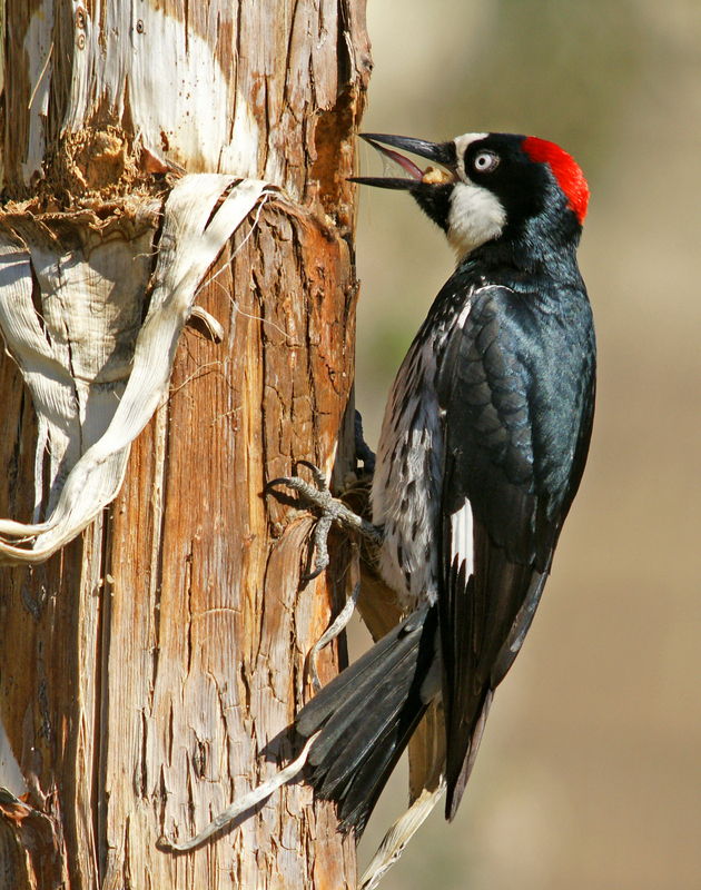 Acorn Woodpecker