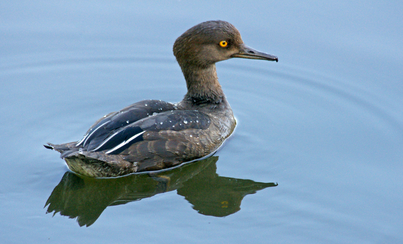 8/9/14- Immature Hooded Merganser.  Winthrop