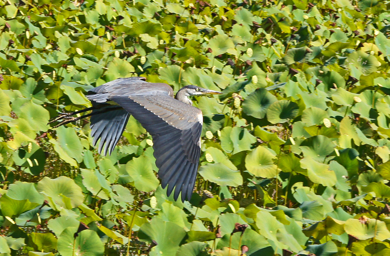 great meadows-9/12/14 - great blue heron