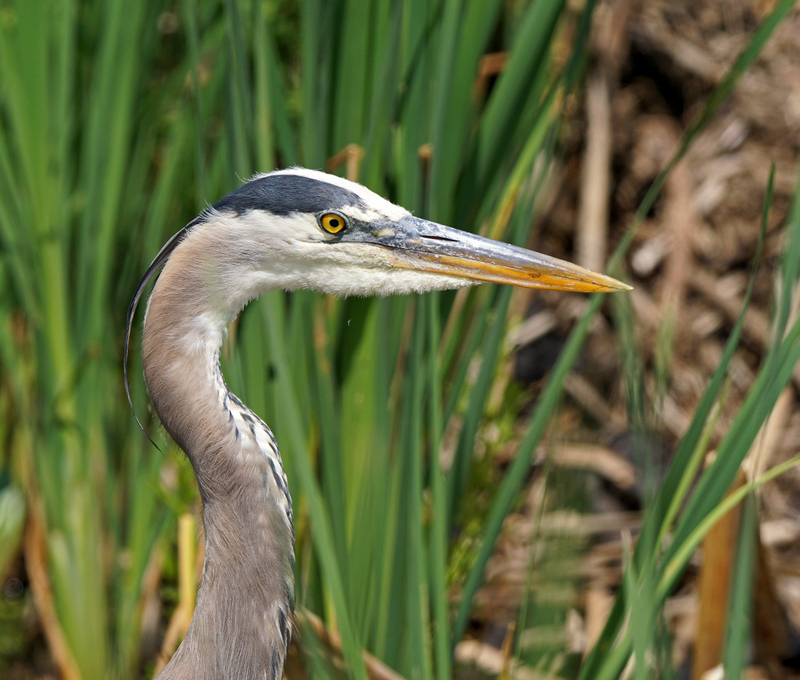 great meadows-6-4-15 - great blue heron