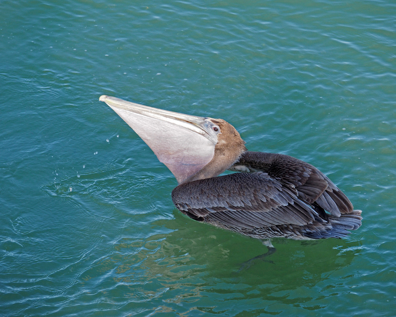 Naples Pier-Pelican swallowing