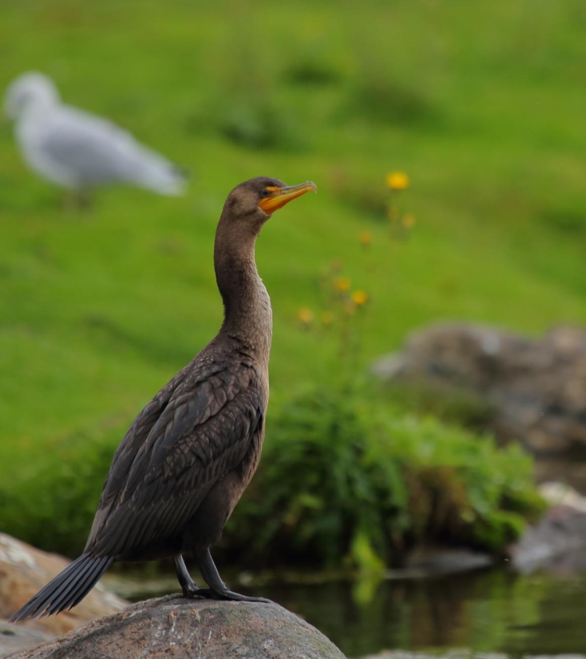 Double-crested cormorant/Cormoran à aigrettes