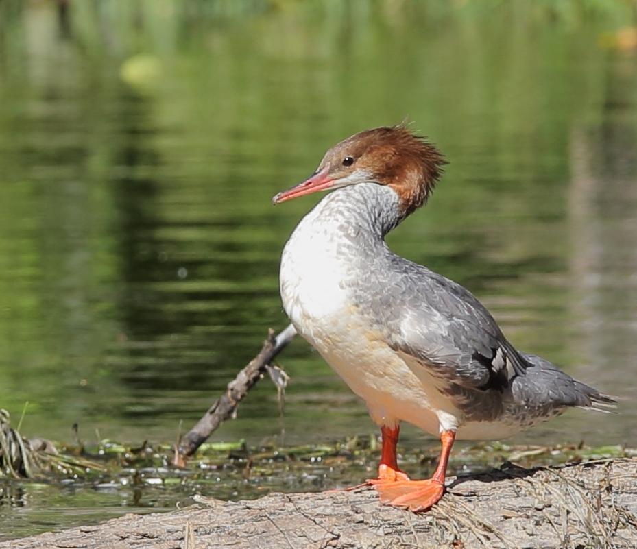 Common Merganser/Grand harle