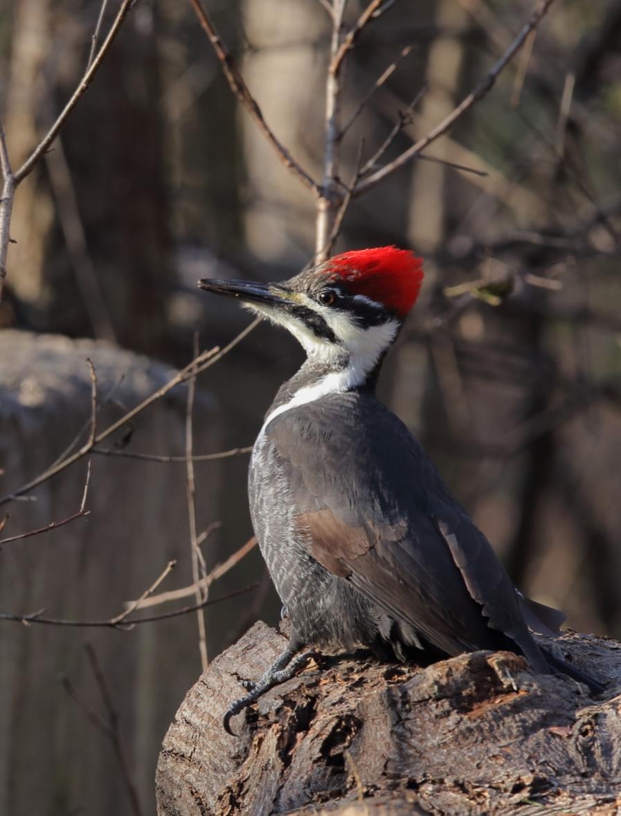Pileated Woodpecker/Grand Pic