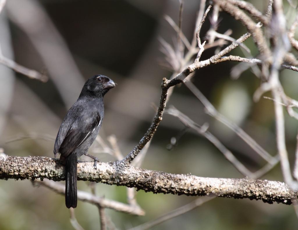 Cuban bullfinch / Sporophile négrito 