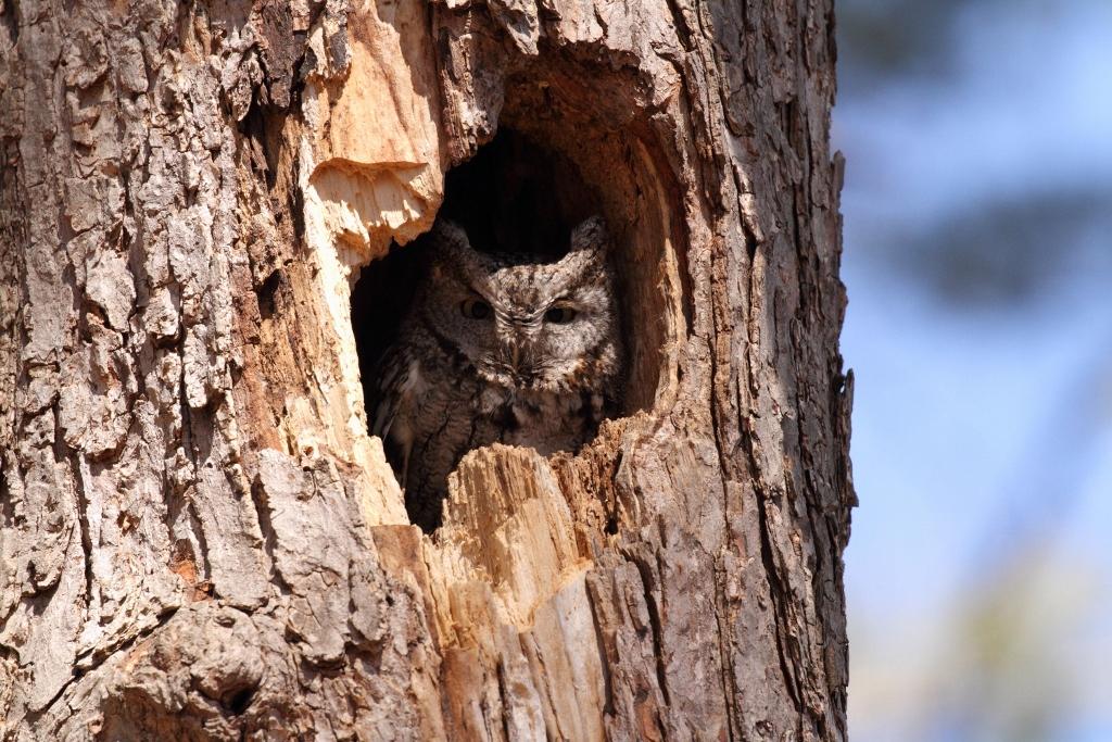 Screech Owl - Petit-duc maculé