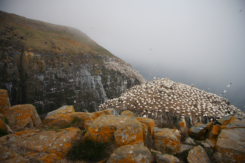 Cape St. Marys Ecological Reserve