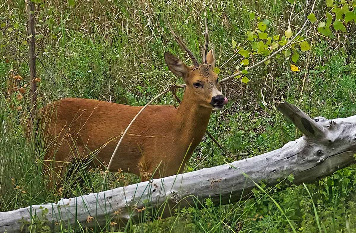 P7250286.jpg