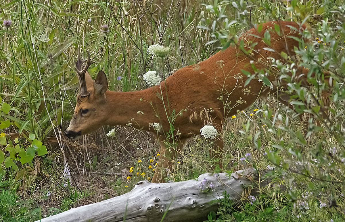 P7250257.jpg