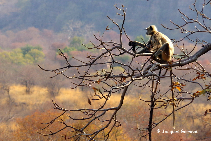 Parc national de Ranthambore, Rajasthan_IMGP7814.JPG