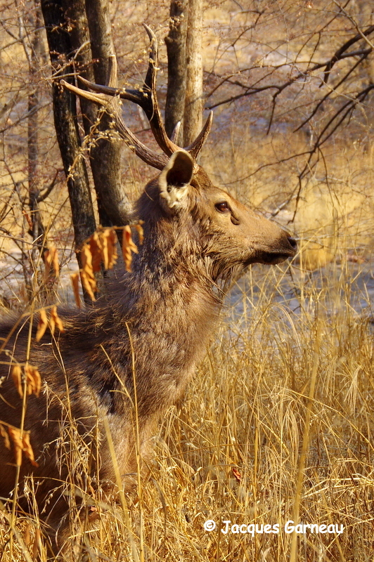 Parc national de Ranthambore, Rajasthan_IMGP7828.JPG