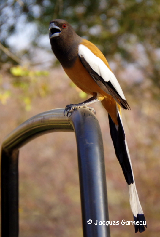 Tmia vagabonde - Rufous treepie (Dendrocitta vagabunda), Parc national de Ranthambore, Rajasthan_IMGP7853.JPG