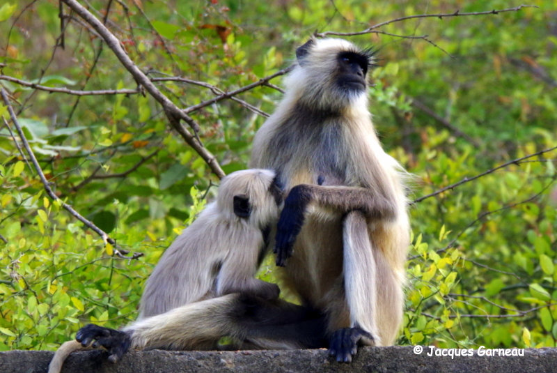 Parc national de Ranthambore, Rajasthan_IMGP7893.JPG