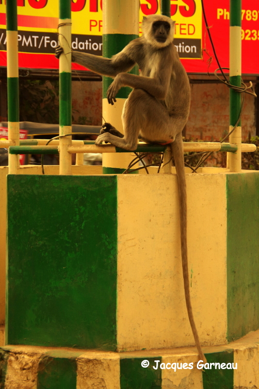 Varanasi (Bnars), tat de lUttar Pradesh_IMGP8601.JPG