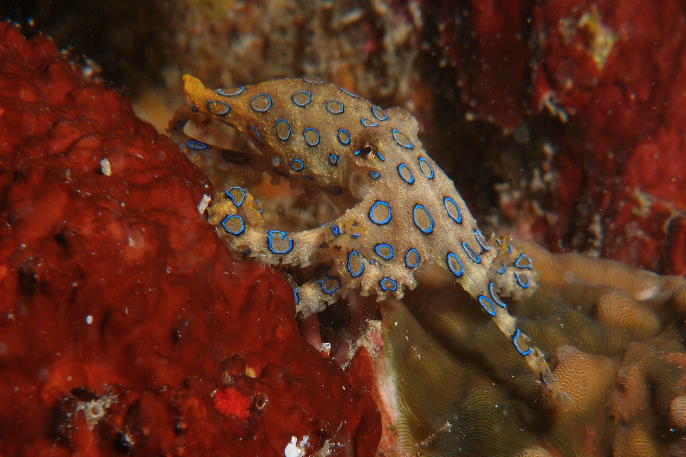 Blauwgeringde octopus2.JPG