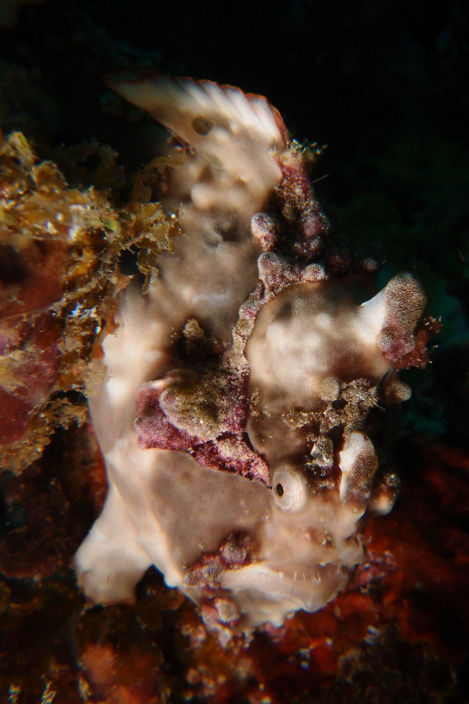 Frogfish7.JPG