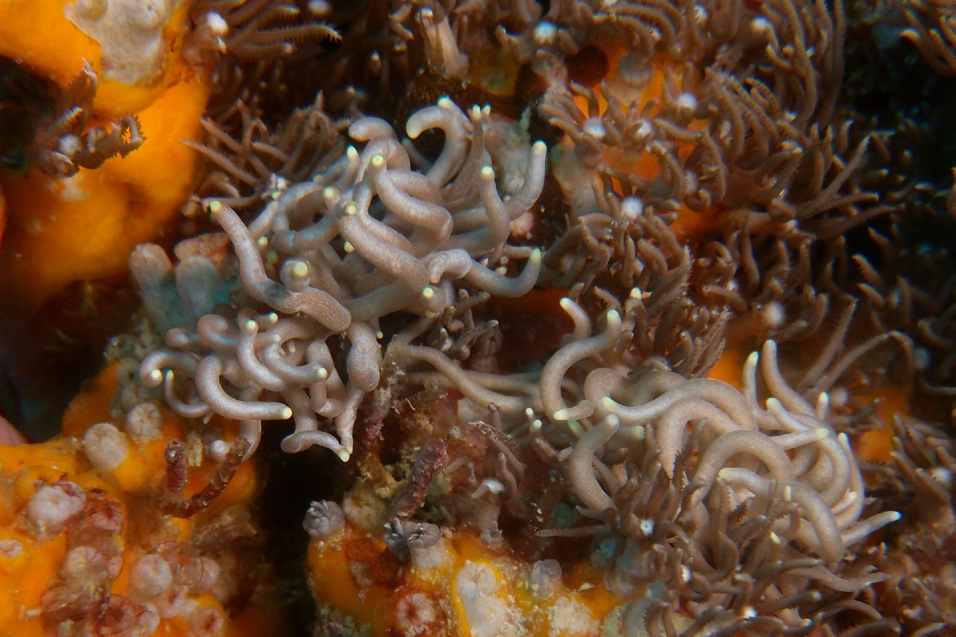 Phyllodesmium briareum3.JPG