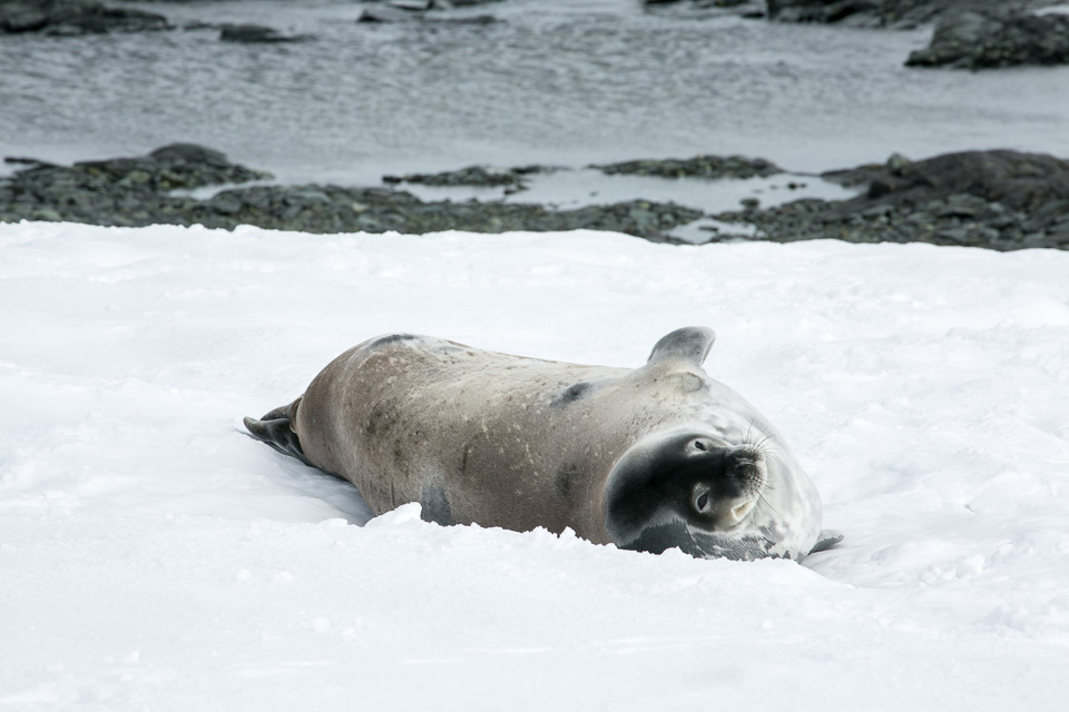 Antarctica-0999.jpg