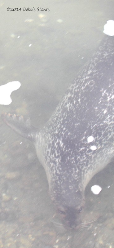 Seal Under Water