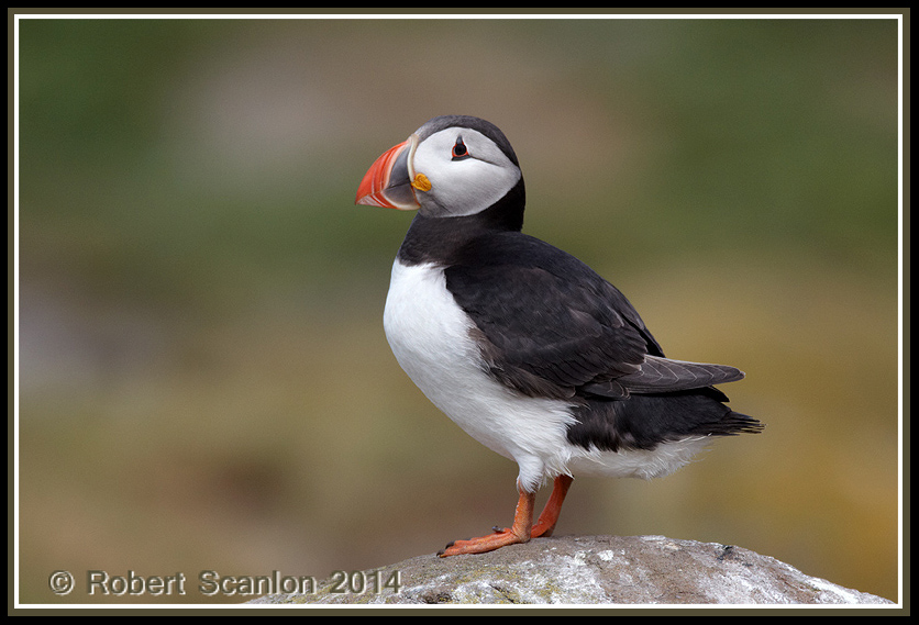 puffin2.jpg