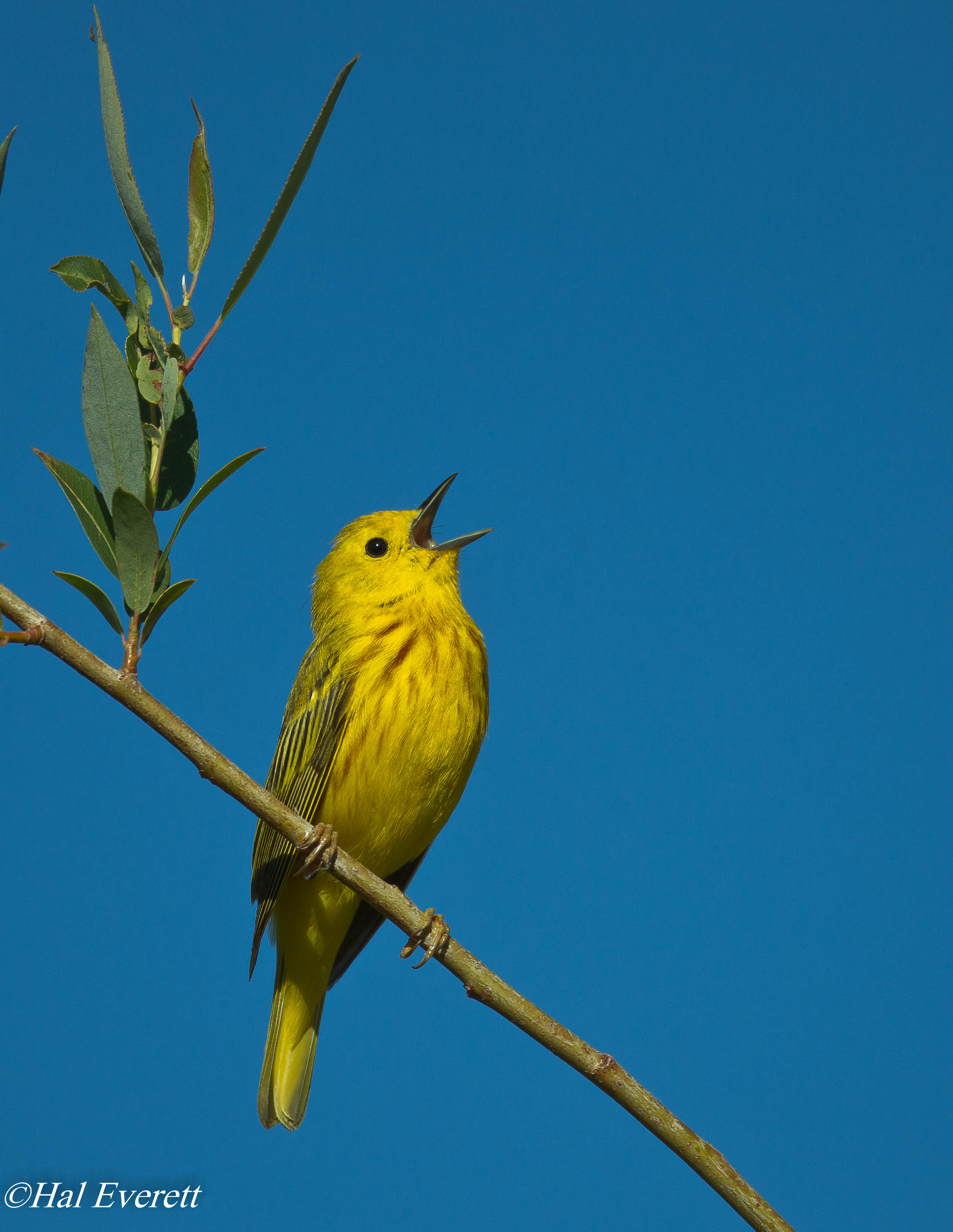 Yellow Warbler