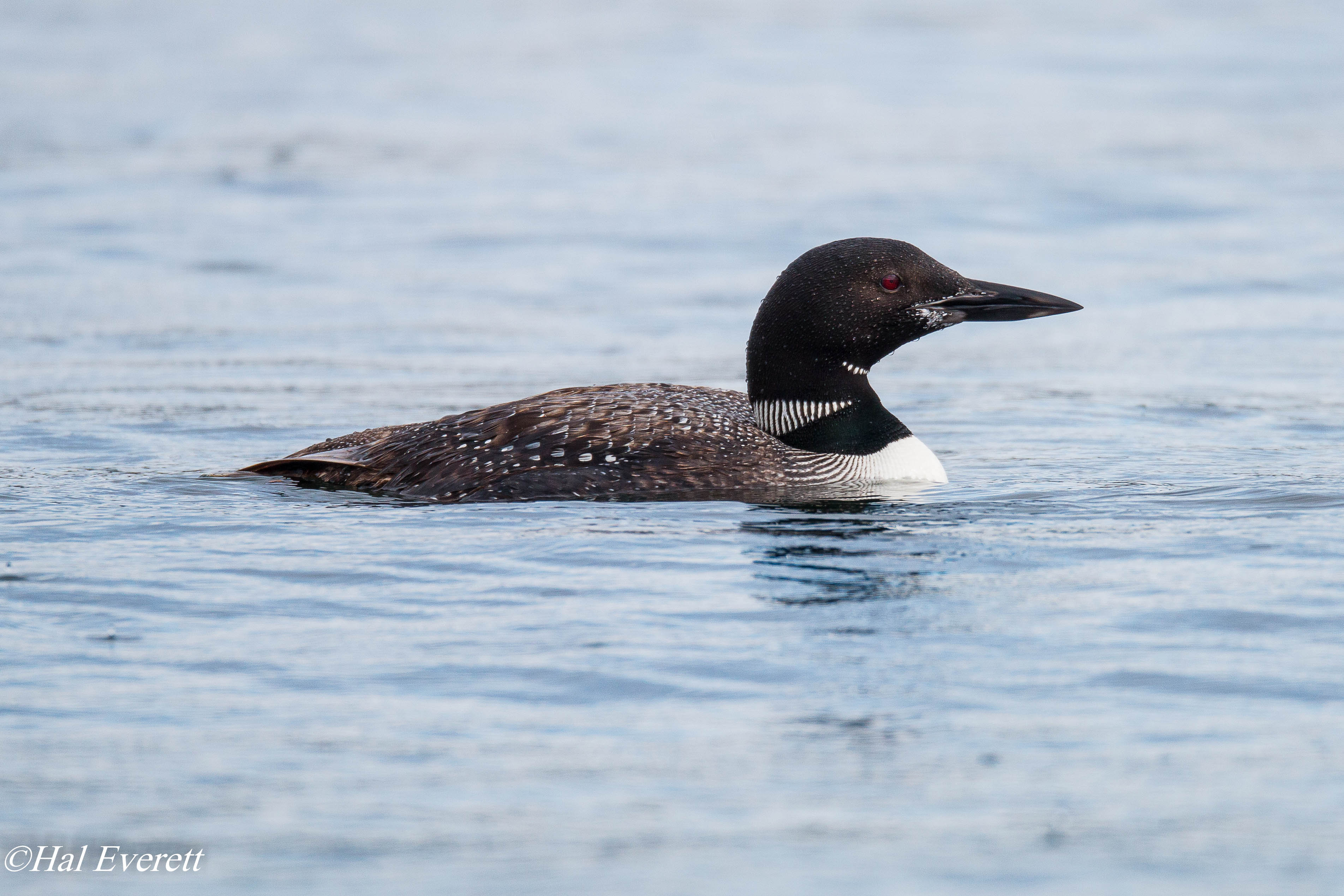 Common Loon:  EOS 70D tryout