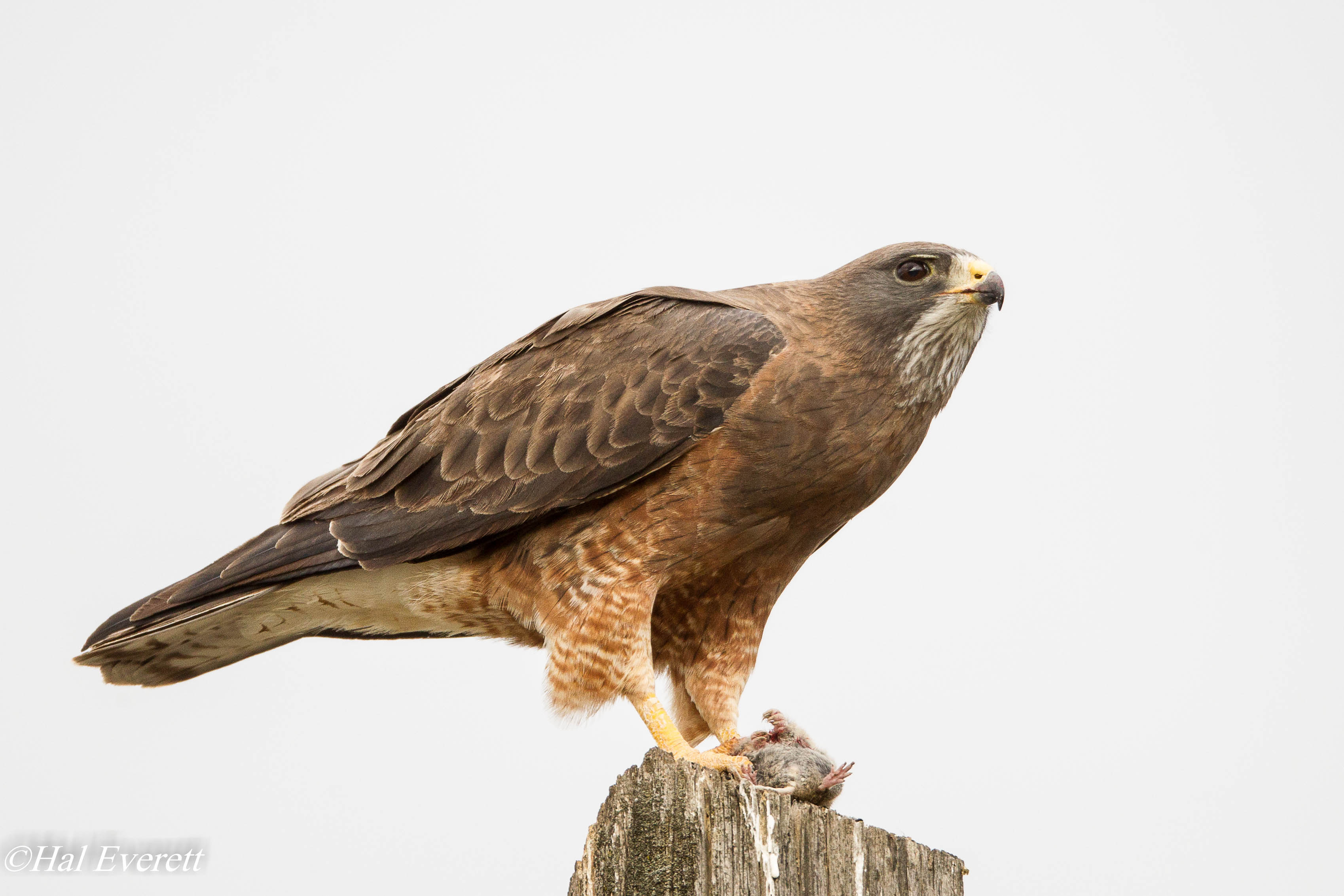 Swainsons Hawk and Meal