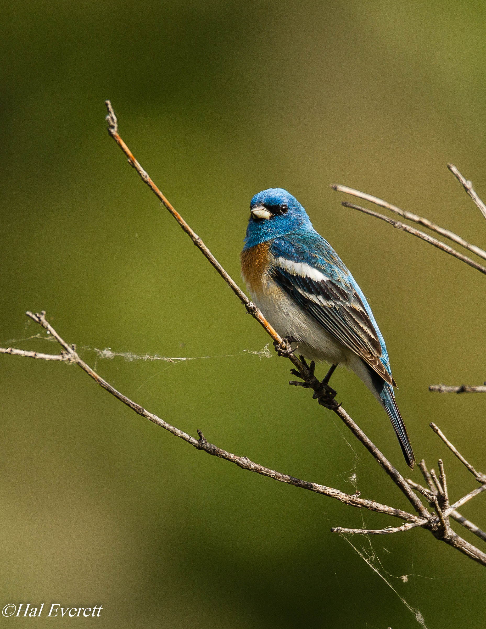 Lazuli Bunting