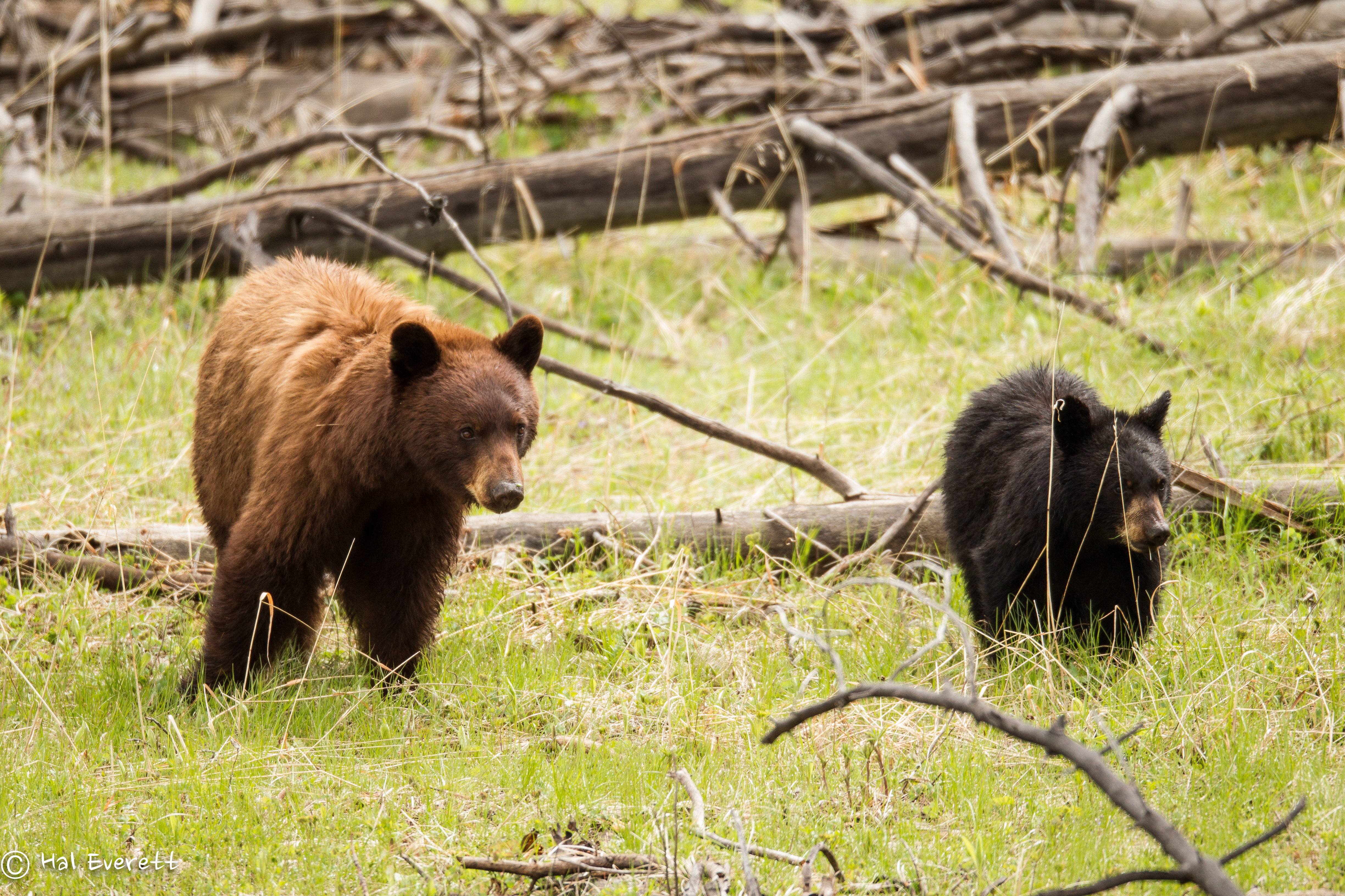 Cinnamon Phase Black Bear Sow, and Black Phase Yearling Cub