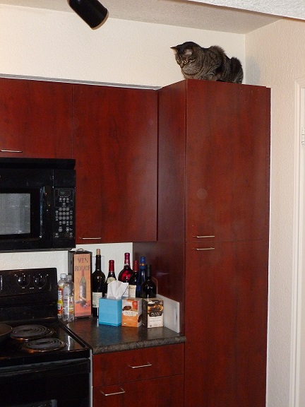 Roscoe up high 09  15 14.JPG