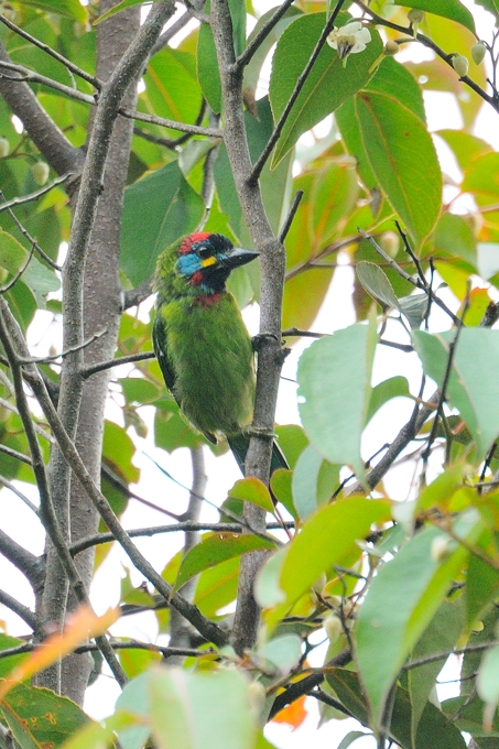 <i>(Psilopogon eximus)</i><br />*Bornean Barbet