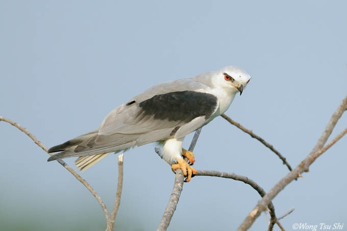  <i>(Elanus caeruleus)</i> <br/>Black-winged Kite