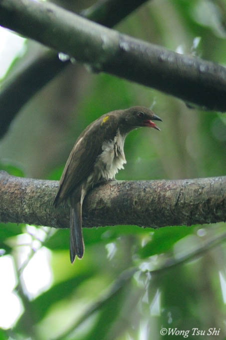 <i>(Indicator archipelagicus)</i><br />Sunda Honeyguide ♂