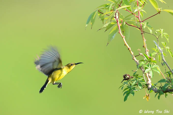 <i>(Cinnyris ornatus)</i> <br />Ornate Sunbird ♀