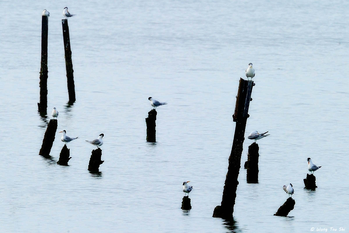 <i>(Thalasseus bengalensis)</i><br /> Lesser Crested Tern and <i>(Thalasseus  bergii)</i> <br />  Greater Crested Tern