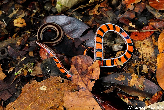 <i>(Calliophis intestinalis)</i><br /> Malayan Striped Coral Snake